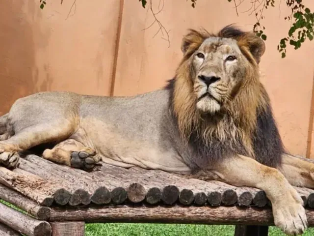 इटावा सफारी में सिंबा-सुल्तान के लिए शेरनी की तलाश तेज, रोहतक से ‘सुधा’ लाने की तैयारी