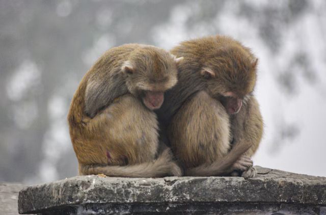 वृंदावन में शरारती बंदर प्रशासन के लिए चिंता का कारण, राष्ट्रपति द्रौपदी मुर्मू के दौरे से पहले सुरक्षा बढ़ाई गई