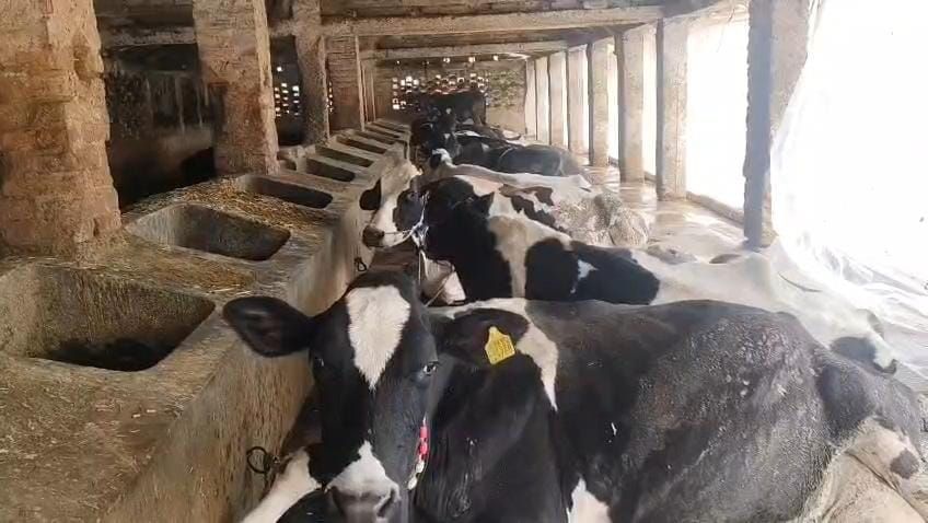 गौशाला बनी आत्मनिर्भरता की मिसाल