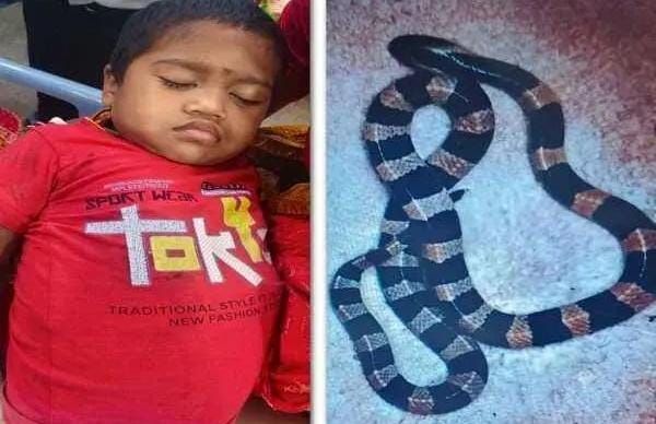 बच्ची ने जहरीले सांप को पकड़ा, तबीयत बिगड़ी